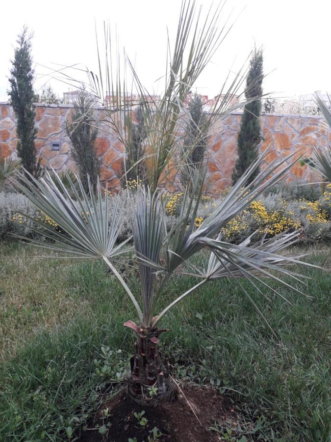 Palm Paradise Stobreč Dış mekan fotoğraf